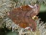 moth-image