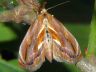 moth-image