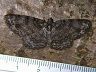 moth-image