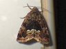 moth-image