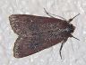 moth-image