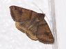 moth-image