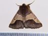 moth-image