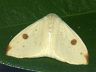 moth-image