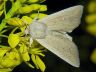 moth-image
