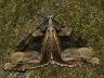 moth-image