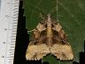 moth-image