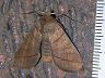 moth-image