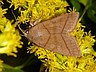 moth-image