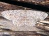 moth-image