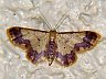moth-image