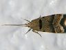 moth-image
