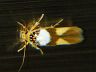 moth-image