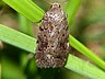 moth-image