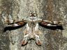 moth-image
