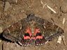 moth-image