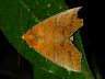 moth-image