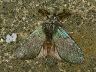 moth-image