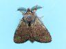 moth-image