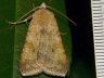 moth-image