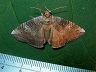 moth-image