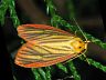 moth-image