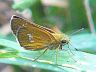 butterfly-image