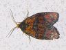 moth-image