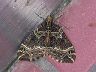moth-image