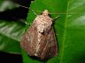 moth-image