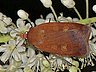 moth-image