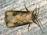 moth-image