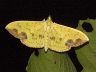 moth-image