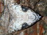 moth-image
