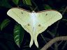 moth-image