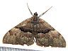 moth-image