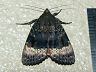 moth-image