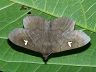 moth-image