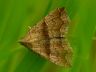 moth-image
