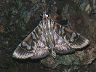moth-image