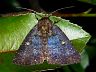 moth-image