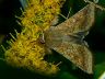 moth-image