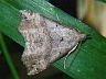 moth-image