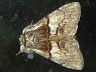 moth-image