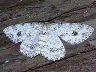 moth-image