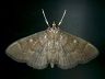 moth-image