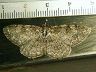 moth-image