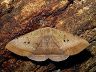 moth-image