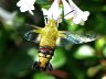 moth-image