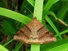 moth-image